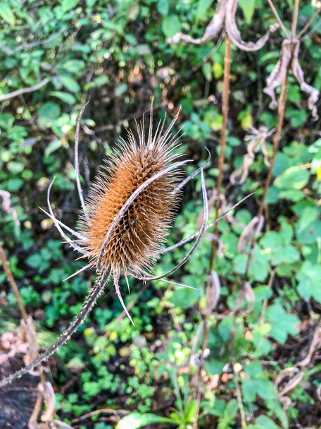 Wild teasel (Dipsacus fullonum), is a species of flowering plant native to Eurasia and North Africa, but it is known in the Americas, southern Africa, Australia and New Zealand as an introduced species and often a noxious weed. The inflorescence is a - Photo, Image
