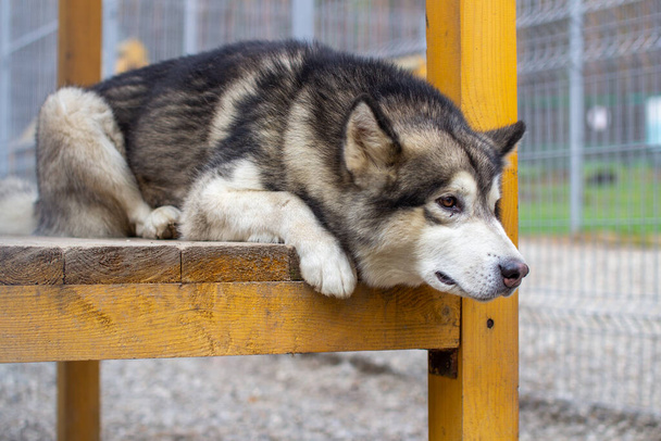 A beautiful and kind Alaskan Malamute shepherd sits in an enclosure behind bars and looks with intelligent eyes. Indoor aviary. - Photo, Image