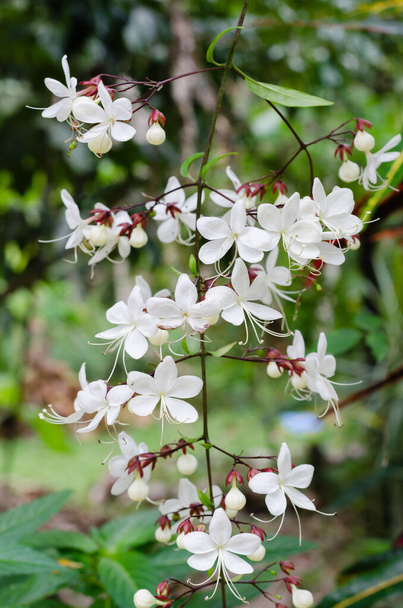 Bagflower (or Botanical name is Clerodendrum thomsoniae) in Natural Botanical Garden. - Photo, Image