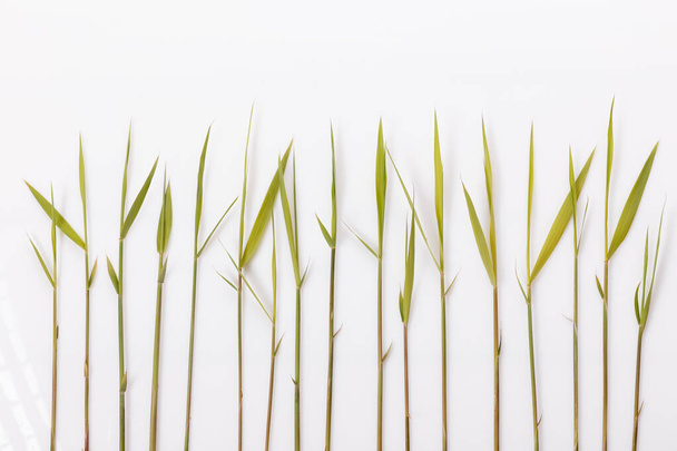 Common reed or southern reed on white background - Foto, Imagem