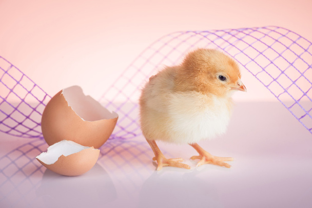 Pollo recién nacido
 - Foto, imagen