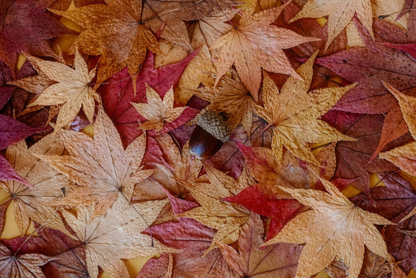 Acorns on the autumn leaves - Photo, Image