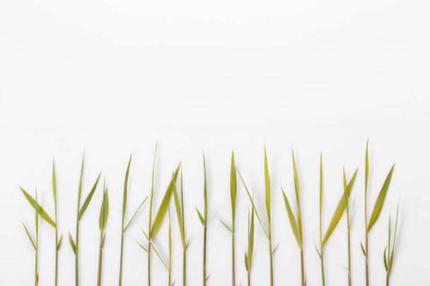 Common reed or southern reed on white background - Photo, Image