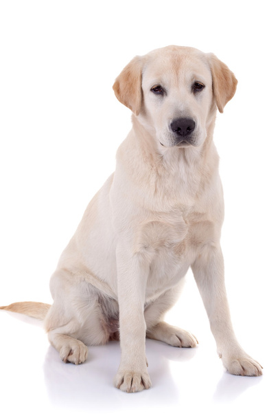 Labradorinnoutaja - Valokuva, kuva