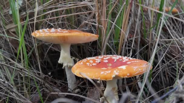 Zwei Fliegenpilze oder Amanita muscaria im Herbstwald. Giftige Pilze. - Filmmaterial, Video