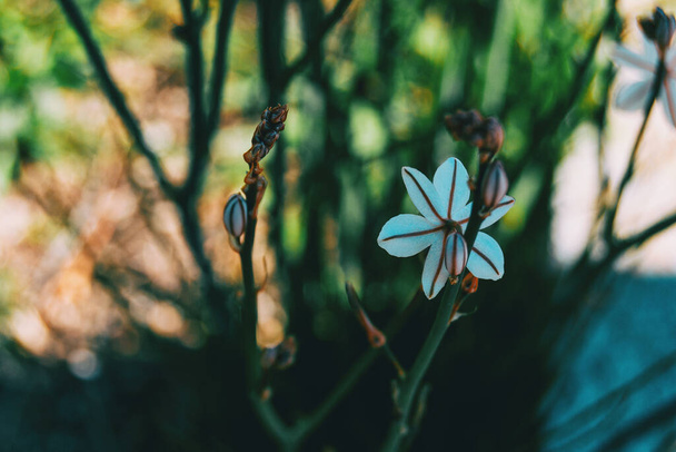 Close-up van een witte bloem van asphodelus en enkele knoppen in de natuur - Foto, afbeelding