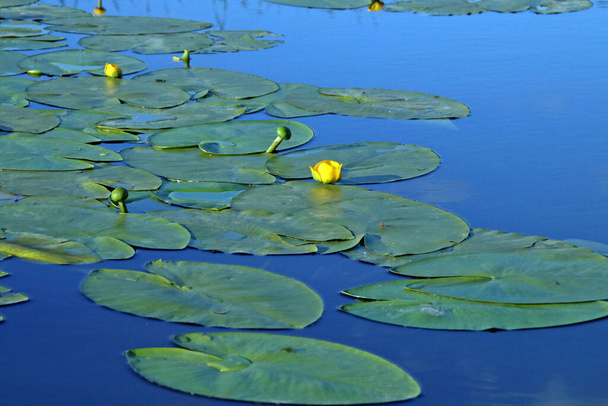 Waterlelies uit de moerassige gebieden van de Donaudelta. Aquatische vegetatie van binnenlandse lagunes in de delta in het gebied van Roemenië, in de buurt van Tulcea. - Foto, afbeelding