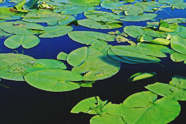 Water lilies from the marshy areas of the Danube Delta. Aquatic vegetation of inland lagoons in the delta in the area of Romania, near Tulcea. - Photo, Image