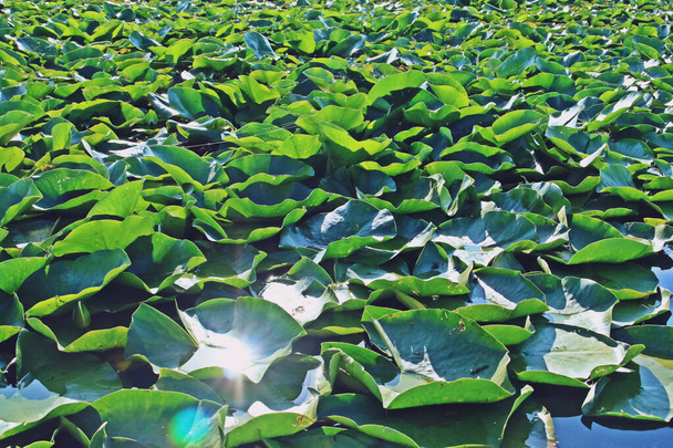 Lírios de água das áreas pantanosas do Delta do Danúbio. Vegetação aquática de lagoas interiores no delta na área da Roménia, perto de Tulcea. - Foto, Imagem