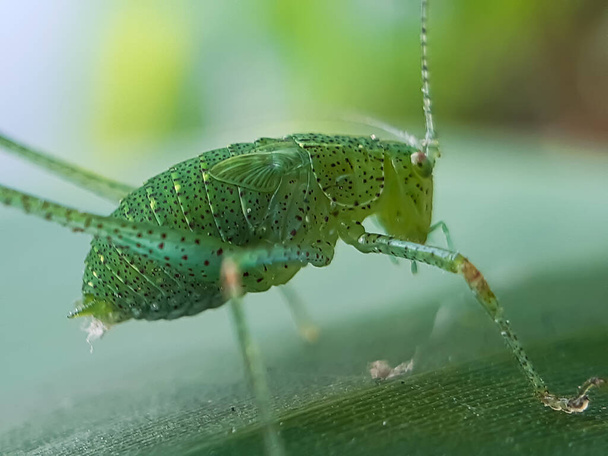 Hay un insecto verde sentado en las hojas verdes en el jardín y el cuerpo tiene un diseño blanco y negro y fondo verde. - Foto, Imagen