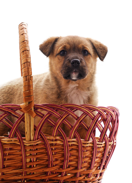 Little puppy in a basket isolated on a white background. - Photo, image