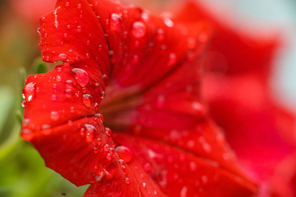 Természeti fotó egy gyönyörű petúnia virág - Fotó, kép