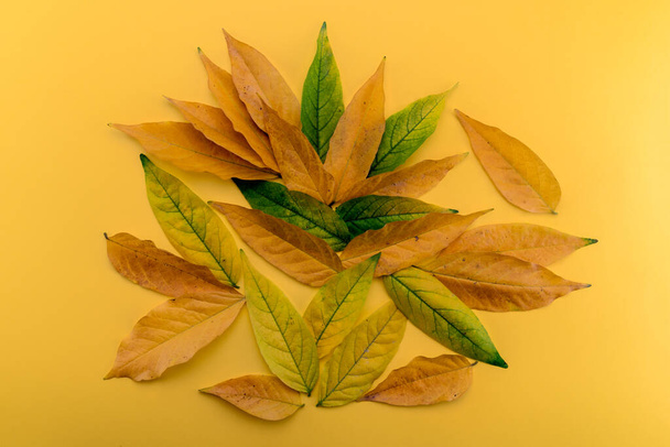 秋の創造的な組成。飽和した黄色の背景に緑色から黄色とオレンジ色のトーンに落ち葉します。秋のコンセプト。トップビュー - 写真・画像
