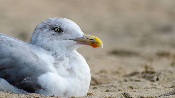 Les jeunes Goélands argentés en plumage non reproducteur se trouvent près de l'océan. Grandes cultures horizontales. - Photo, image