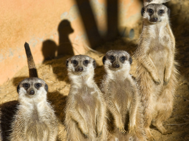 τέσσερις meerkats - Φωτογραφία, εικόνα