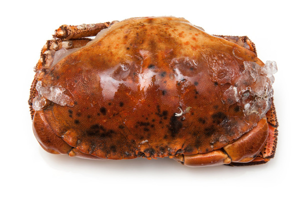 Cooked brown crab - Foto, imagen