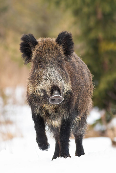Yaban domuzu çayırda yürüyor kışın doğa dikey kompozisyonda. - Fotoğraf, Görsel