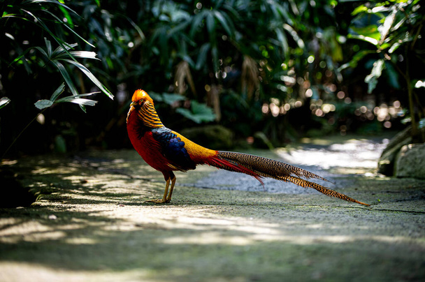 Red Golden Pheasants in a garden backdrop - Photo, Image
