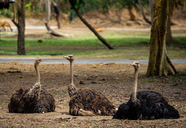 Стая страусов осыпается пылью - Фото, изображение