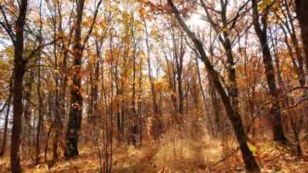 a fényes őszi nap süt át a fák ágai egy tölgyfa erdőben - Felvétel, videó