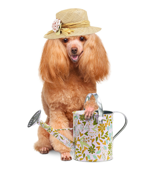 Gardener dog - Foto, Bild