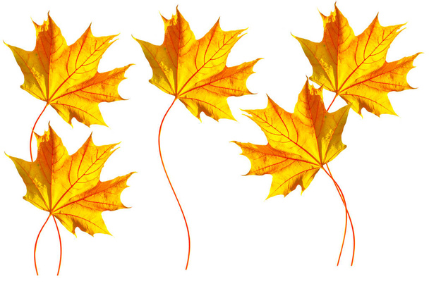白い背景に鮮やかな紅葉。葉だ。秋のコンセプト - 写真・画像