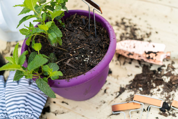 Plantar planta de hortelã em um pequeno pote de plantio. - Foto, Imagem