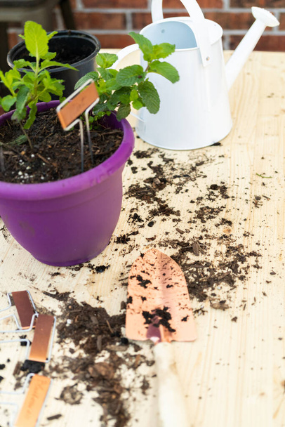 Plantar planta de hortelã em um pequeno pote de plantio. - Foto, Imagem
