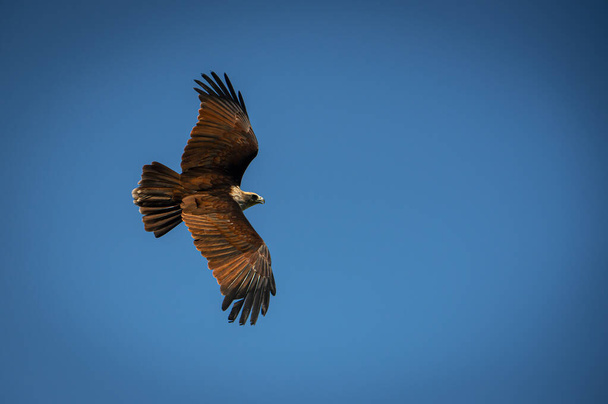 Bondol Eagle, tudományos nevén Haliastur indus - Fotó, kép