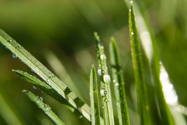 Macro shot of green grass with water drops in morning sunlight. Spring feeling. - Photo, Image