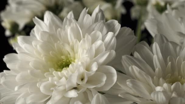 White chrysanthemums close-up on a black background. - Footage, Video