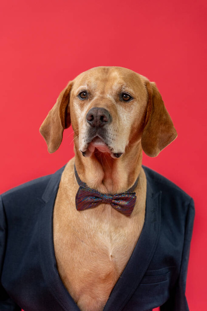 蝶ネクタイとビジネススーツでかわいい犬。赤い背景を背景に。クリスマスと新年は雰囲気を放つ。高品質の写真 - 写真・画像