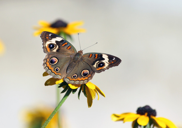 Hermosa mariposa en flor de susan de ojos negros
 - Foto, Imagen