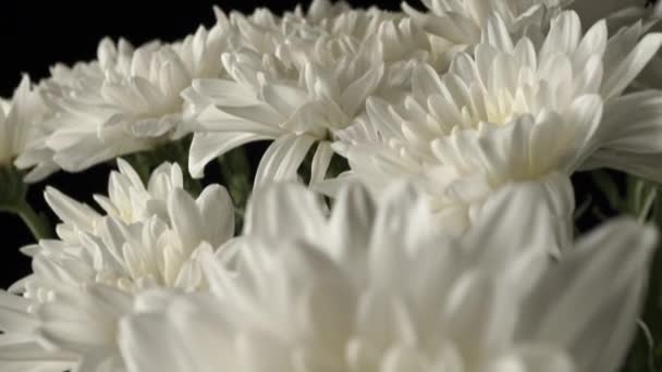 Bílé chryzantémy zblízka na černém pozadí. - Záběry, video