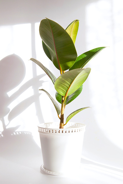 Houseplant in a wicker pot on a white background - Foto, afbeelding