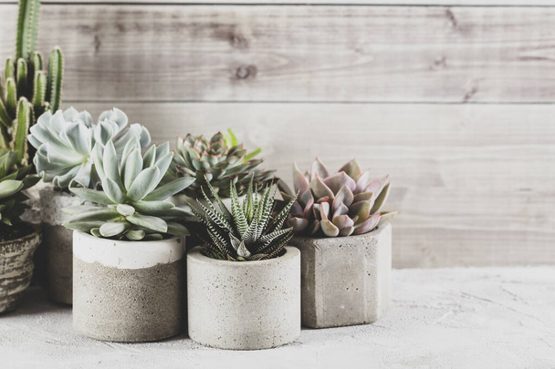 collection of succulents on a light colored table, close-up image - Photo, Image