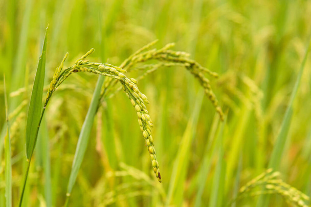 primo piano della risaia verde - Foto, immagini