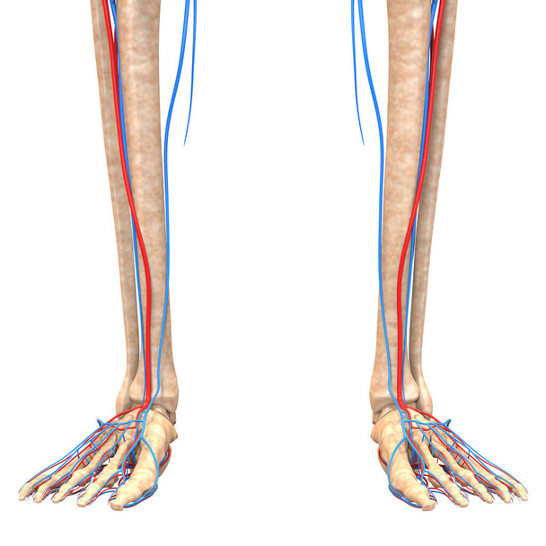 Sistema Esqueleto Humano con Sistema Circulatorio Arterias y Venas Anatomía. 3D - Foto, imagen