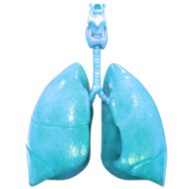 3D  Concept of Human Respiratory System Lungs Anatomy - 写真・画像