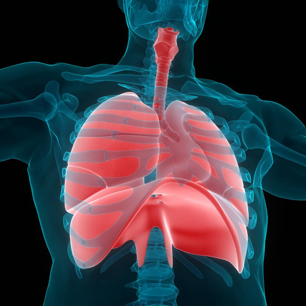 Ihmisen hengityselinten kalvo anatomia. 3d - Valokuva, kuva