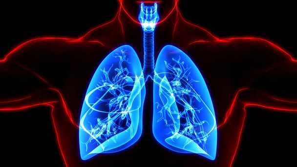 Concetto 3D di anatomia polmonare del sistema respiratorio umano - Foto, immagini