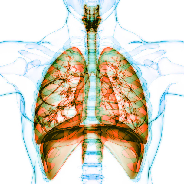Emberi légzőszervi rekeszizom anatómia. 3D - Fotó, kép