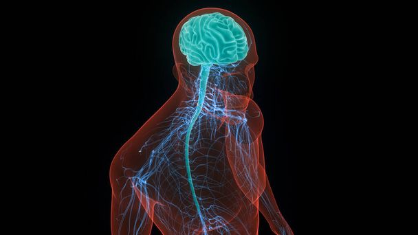 Ústřední orgán anatomie lidského nervového systému. 3D - Fotografie, Obrázek