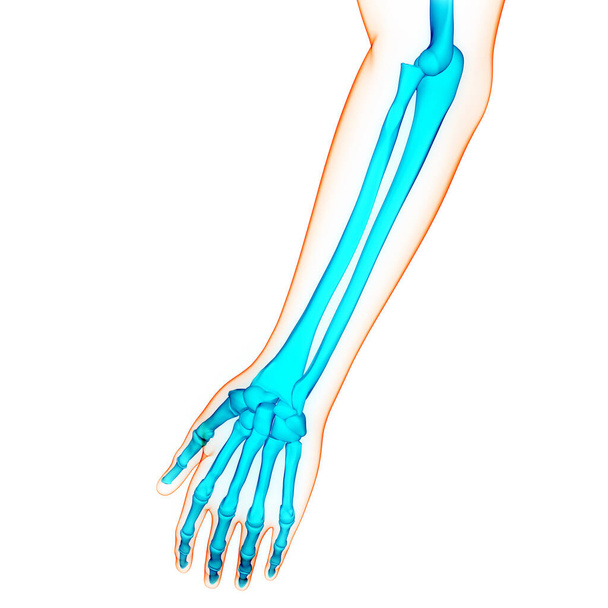 Menselijk skelet Systeem Hand Botgewrichten Anatomie. 3D - Foto, afbeelding