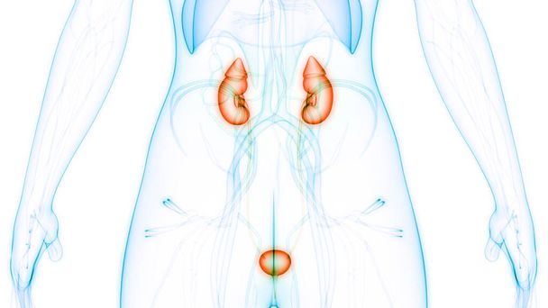 Nieren van het menselijk urinesysteem met blaasanatomie. 3D - Foto, afbeelding