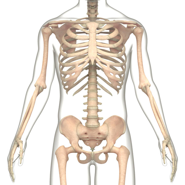 Sistema Esqueleto Humano Osso Articula Anatomia. 3D - Foto, Imagem