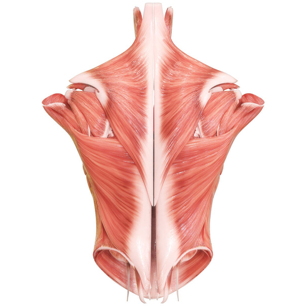 Sistema Muscular do Corpo Humano Anatomia dos Músculos Torso. 3D - Foto, Imagem