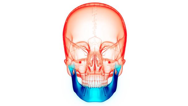 Emberi csontváz rendszer Koponya csontok Alkatrészek Állkapocs anatómia. 3D - Fotó, kép