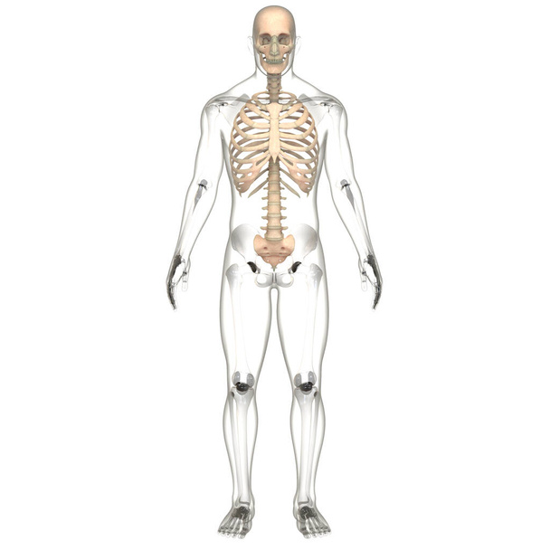 Anatomie axiální kostry lidského kožního systému. 3D - Fotografie, Obrázek