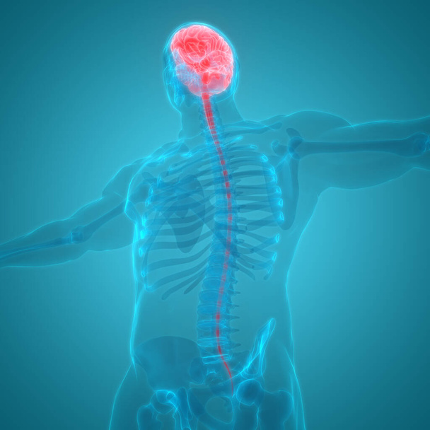 ヒト神経系の中枢器官脳解剖学。3D - 写真・画像
